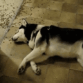 lazydog.gif