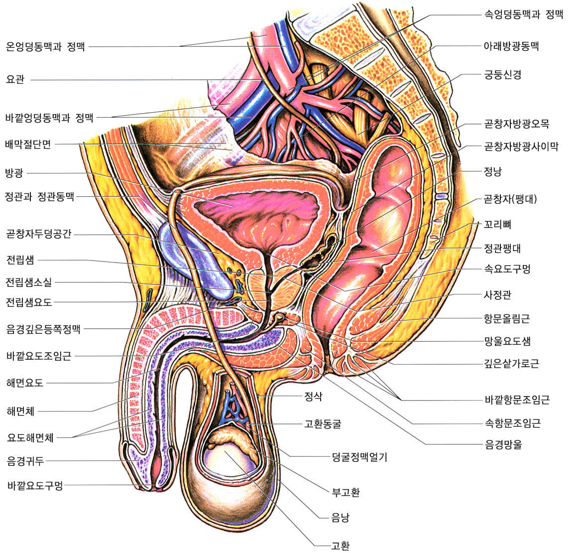 male_genital_organ.jpg
