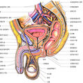 male_genital_organ.jpg