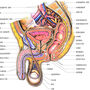 male_genital_organ.jpg