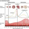 menstrual_cycle.webp