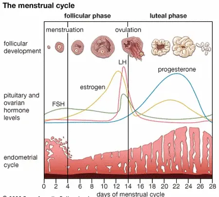 menstrual_cycle.webp