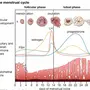 menstrual_cycle.webp