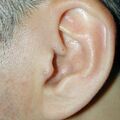 misuse_celestoneg_ecolong020220.jpg