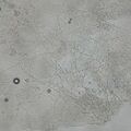misuse_clobegena020814-2.jpg