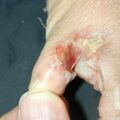misuse_vinegar010727-2.jpg