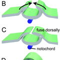 neural_tube_development.jpg