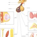 pituitary.jpg
