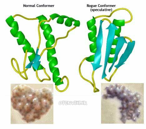 prion.jpg