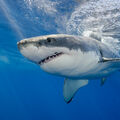 shark.jpg