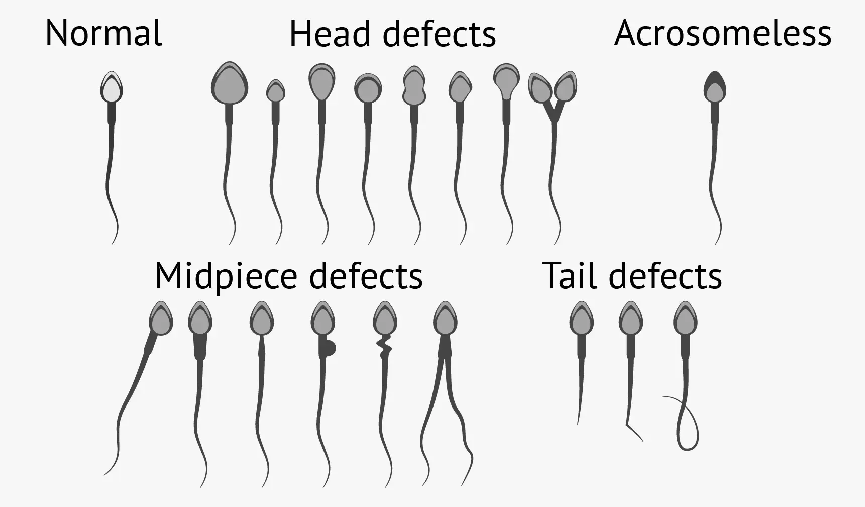 sperm_morphology.webp
