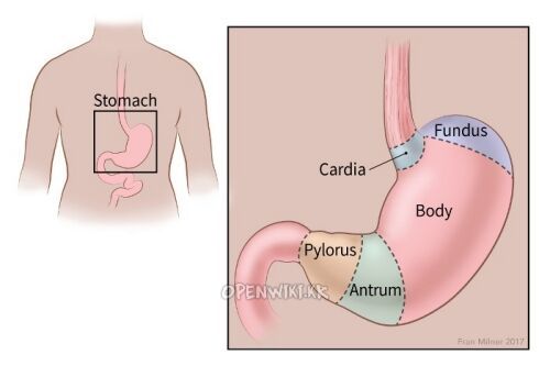stomach_cancer.jpg