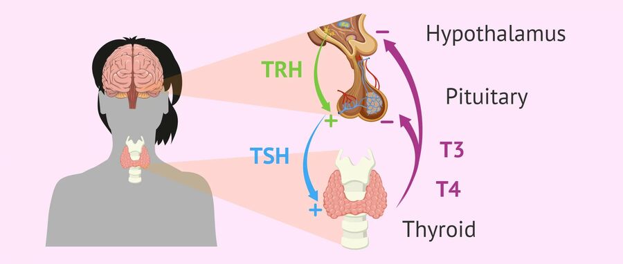 thyroid_system.jpg