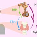 thyroid_system.jpg