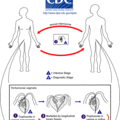 trichomonas_lifecycle.gif