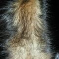 trichotillomania020708.jpg