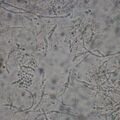 tversi010504-3.jpg