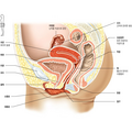 uterus.png
