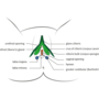vulva.png