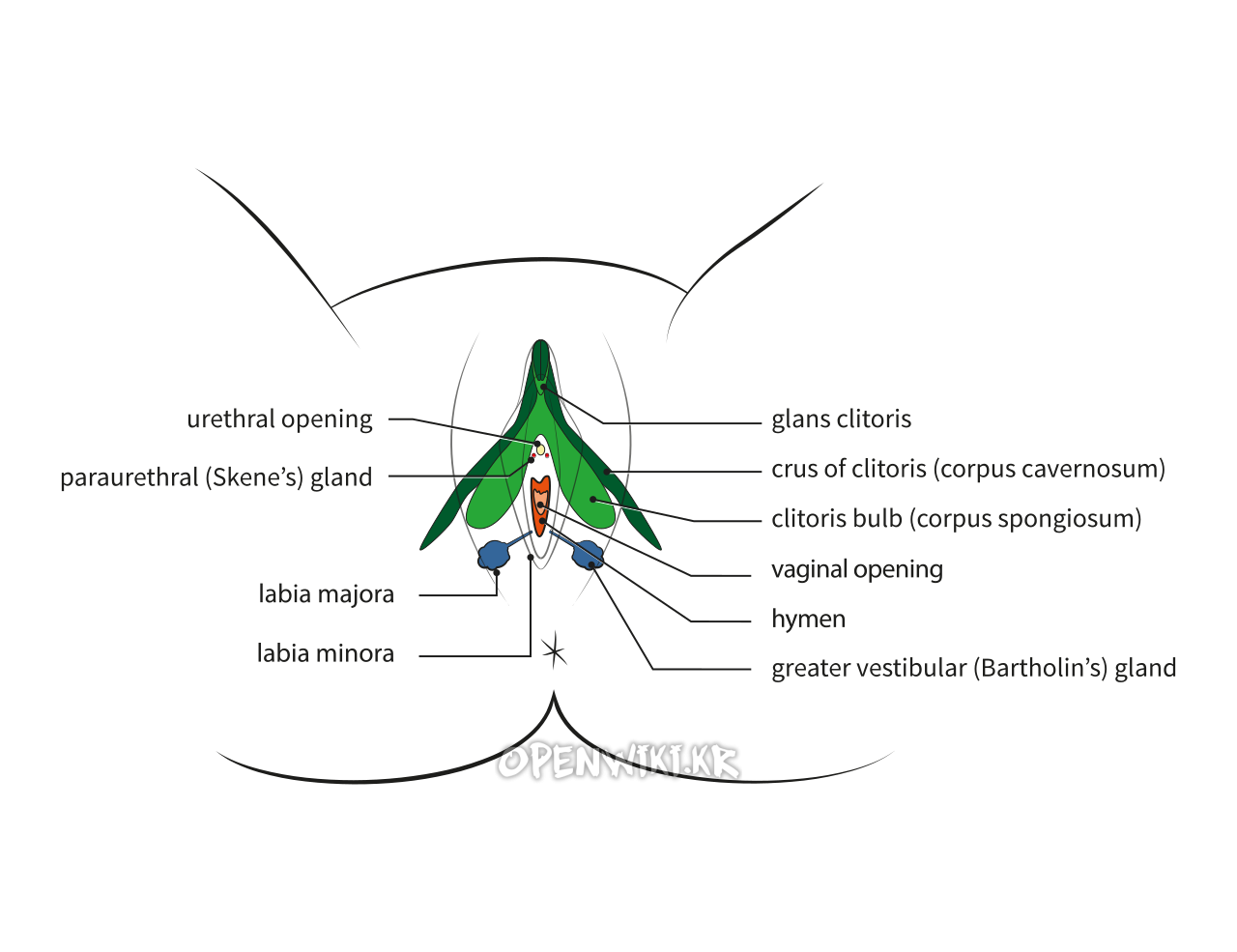 vulva.png