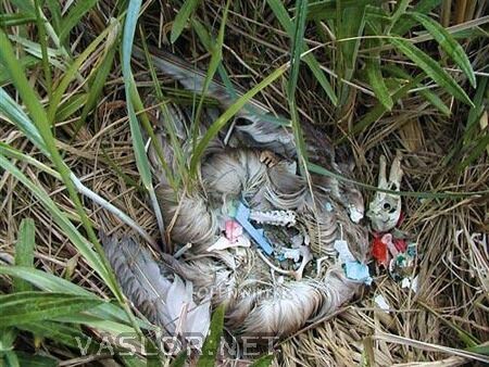 plastic_ocean_14.jpg